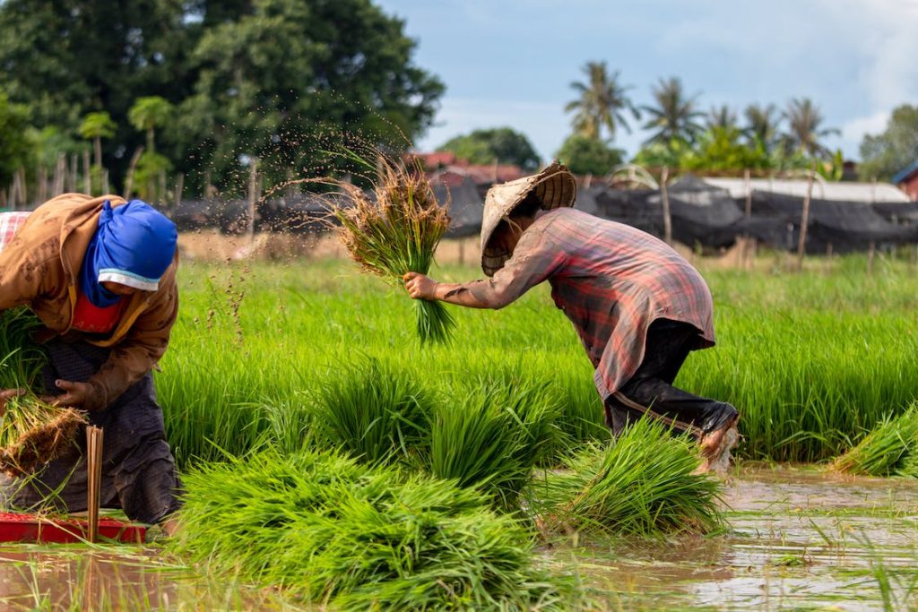 Người nông dân gieo lúa bằng tay trên cánh đồng