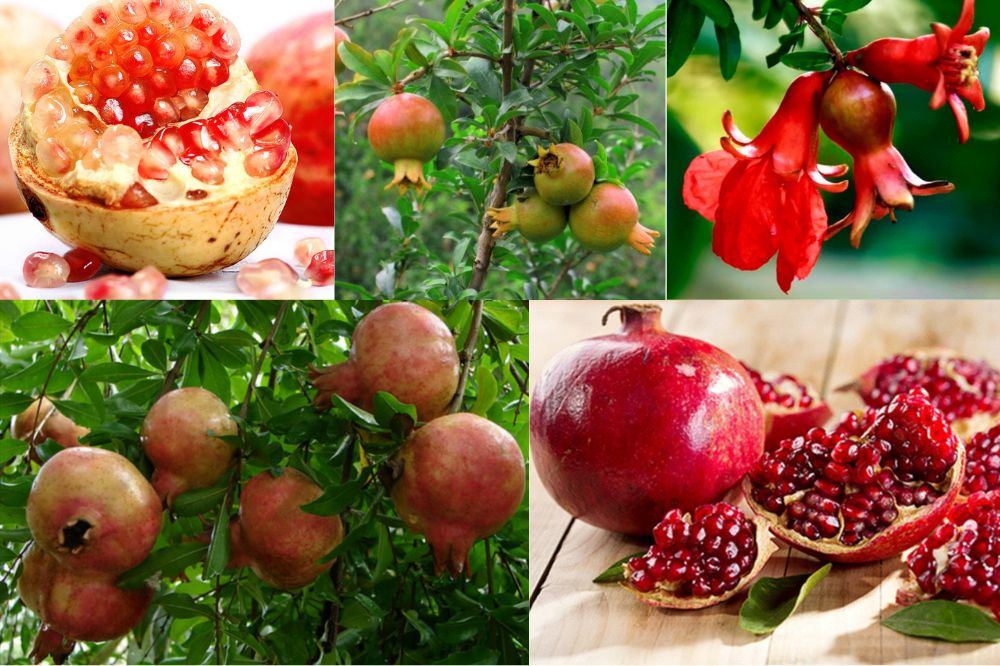 Đặc điểm của cây Lựu - quả lựu