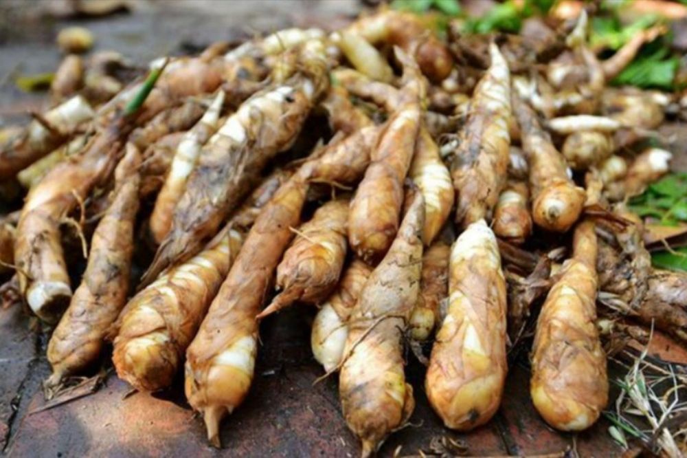 Củ Dong - Mì Tinh