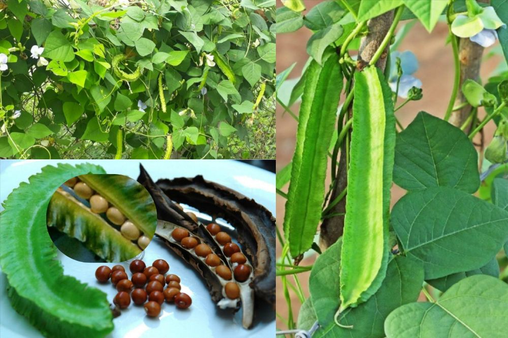 Cây đậu rồng