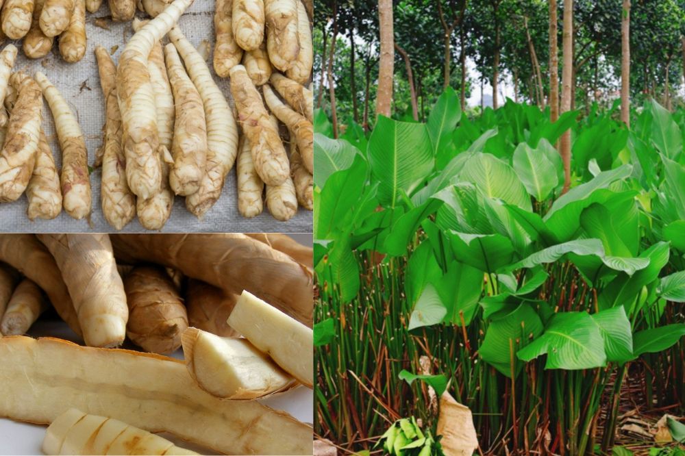 Củ Dong - Mì Tinh