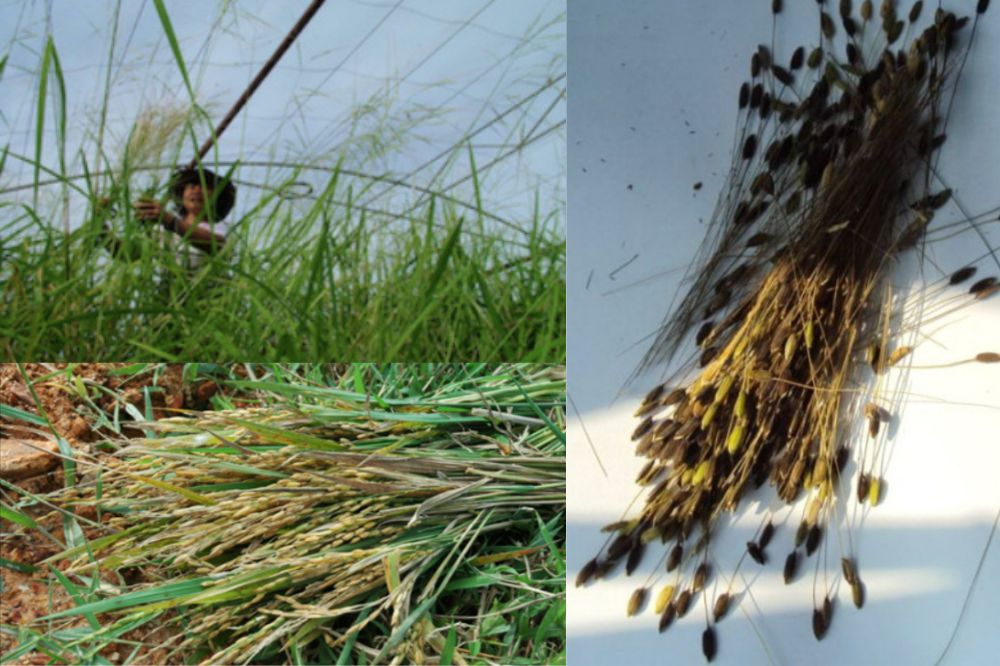 Đặc điểm Lúa ma - Lúa Hoang