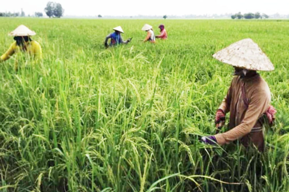 Lúa ma - Lúa Hoang