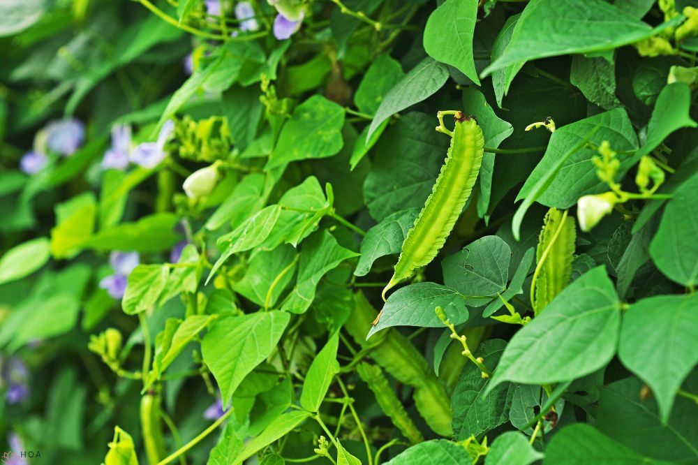 Cây đậu rồng