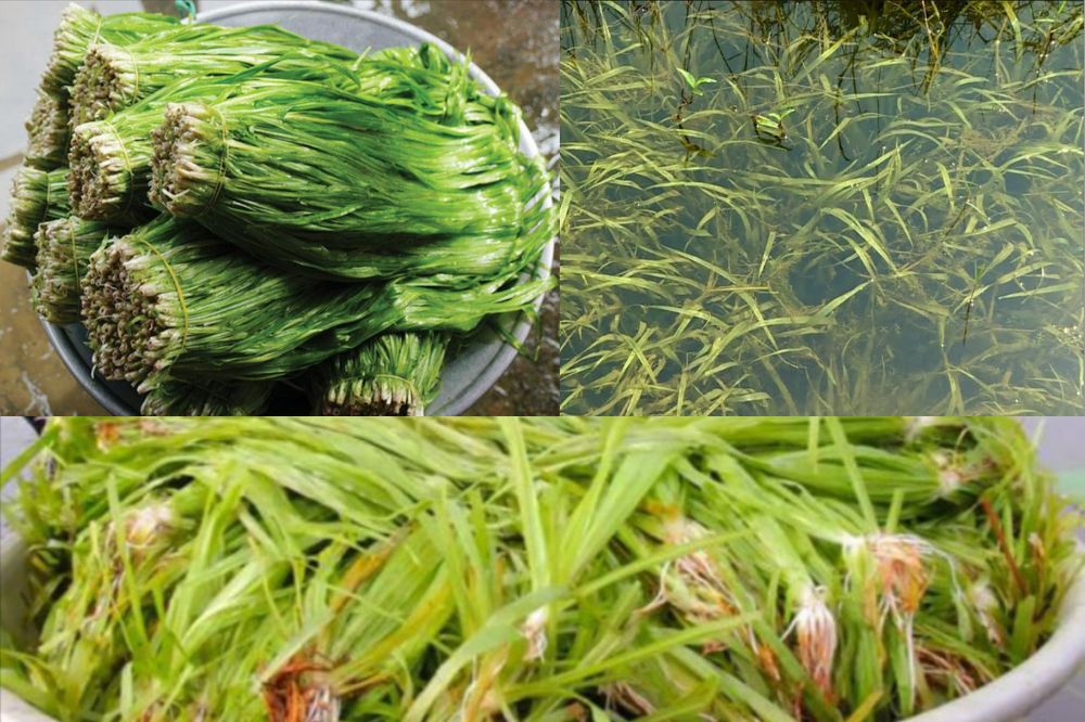 Đặc điểm Hẹ nước