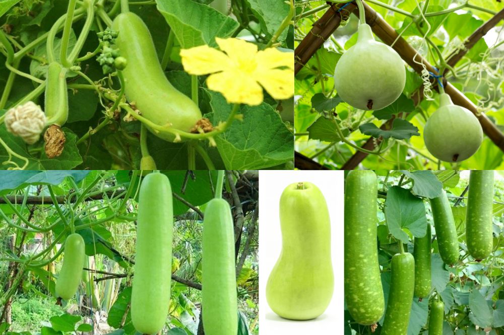 Quả bầu - Trái Bầu