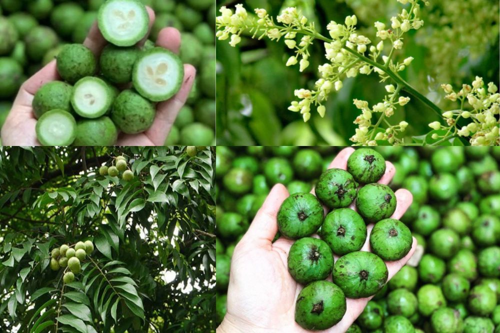 Quả Sấu - Trái Sấu