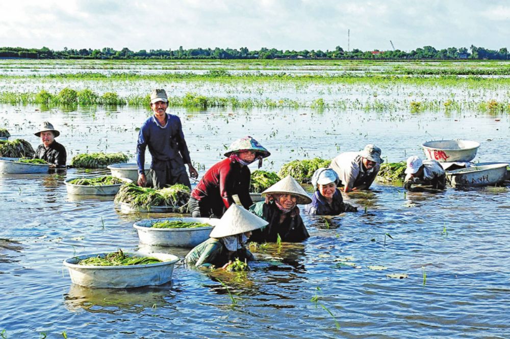 Thu hoạch Hẹ nước