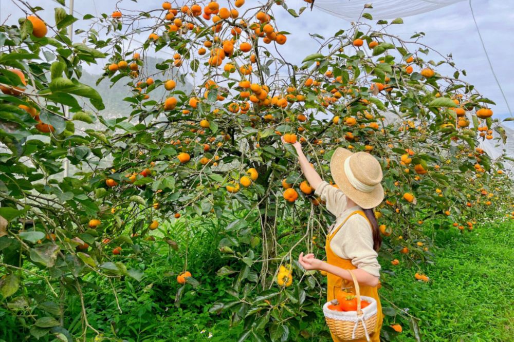 Quả hồng - Cây Hồng