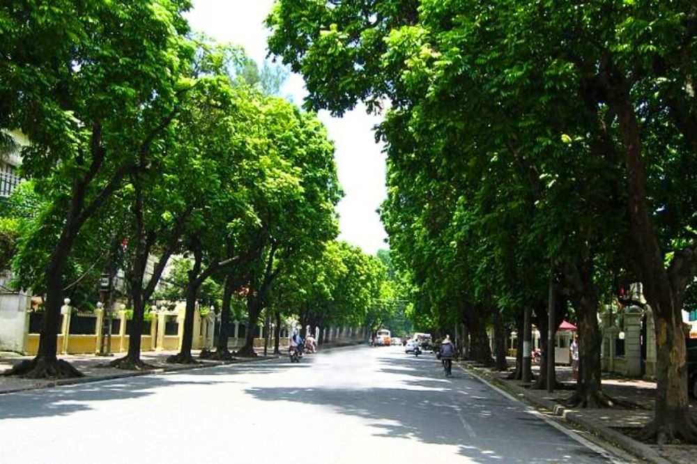 Quả Sấu - Trái Sấu