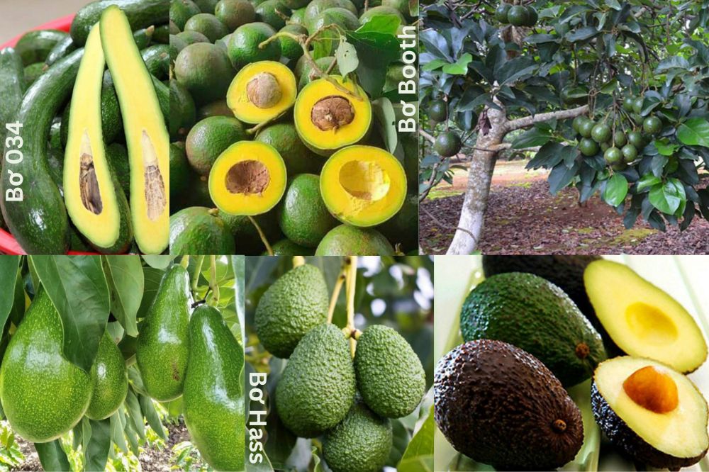 Đặc điểm Quả Bơ - Cây Bơ