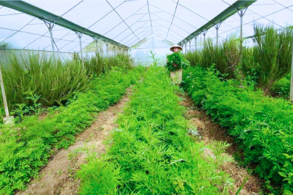 Cách trồng Cây Ngải Cứu