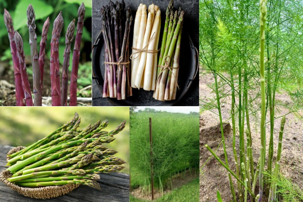 Đặc điểm cây Măng Tây