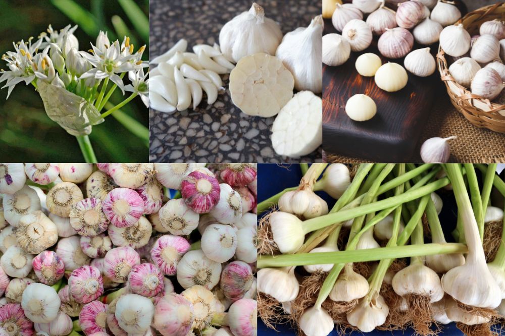 Tỏi - Tỏi Lý Sơn