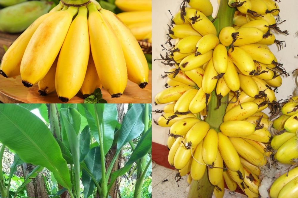 Đặc điểm chuối Cau