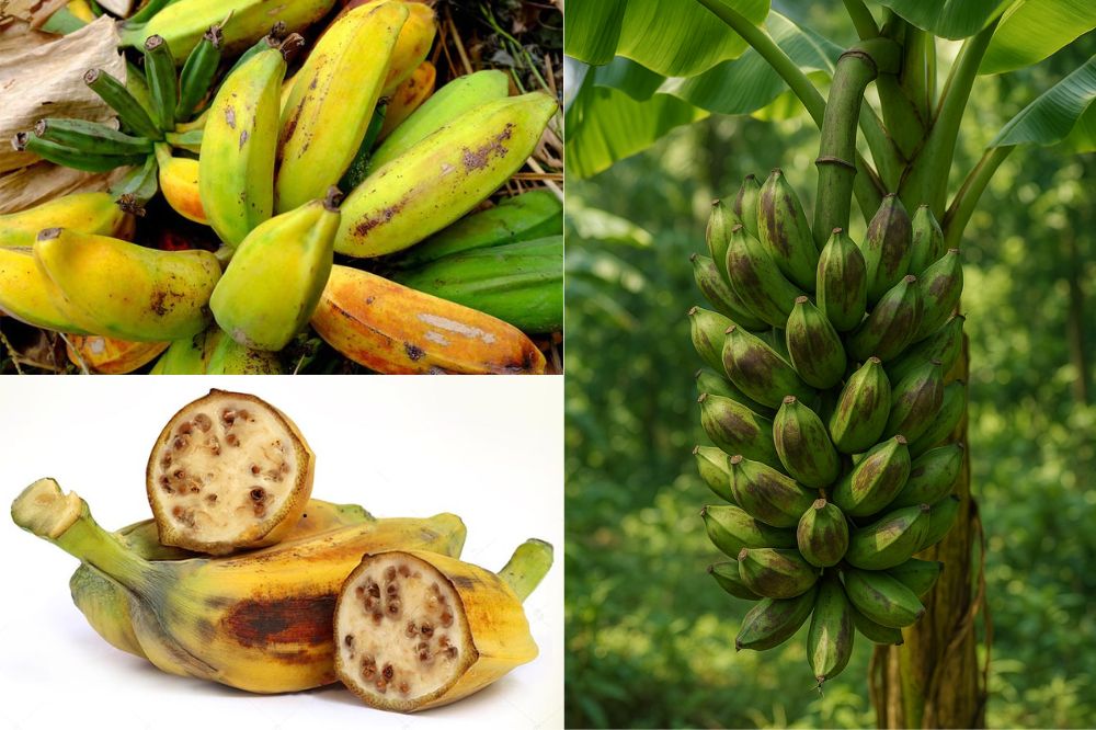 Đặc điểm cây Chuối Hột