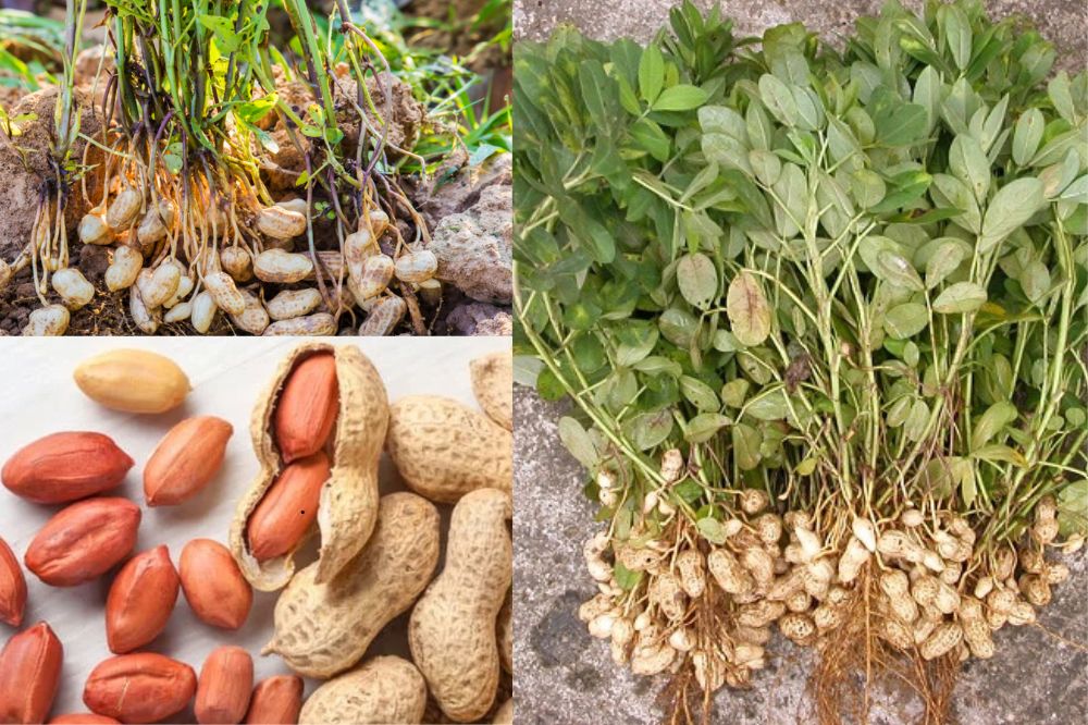 Đặc điểm cây Đậu Phộng