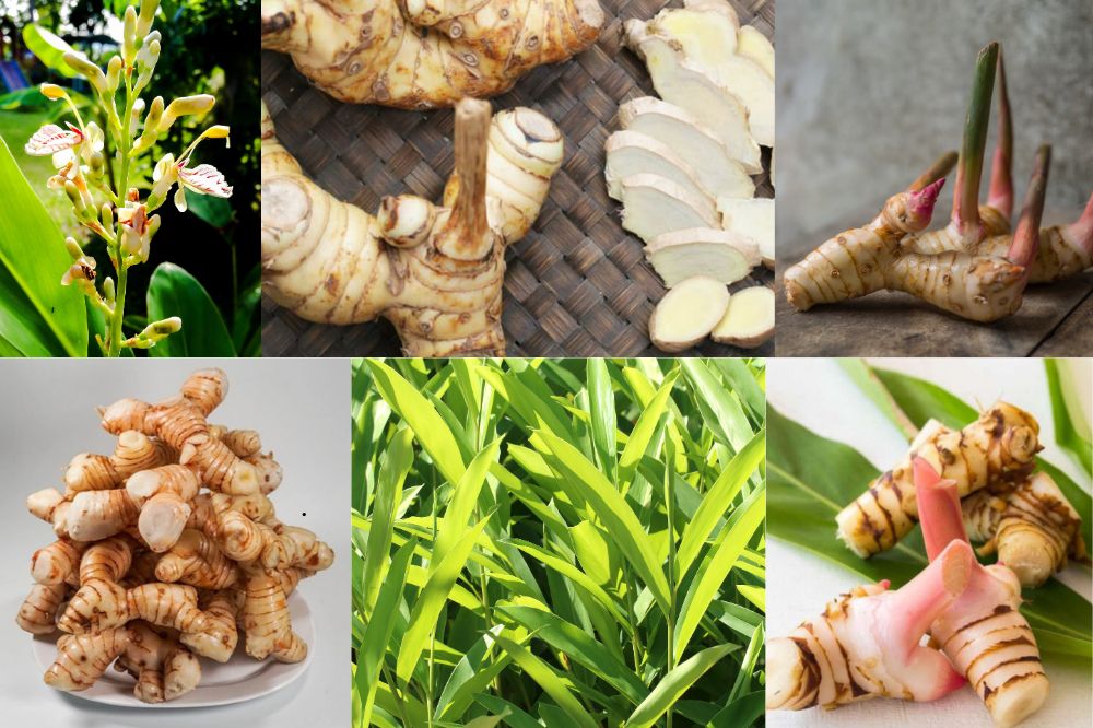 Đặc điểm củ Riềng - cây Riềng