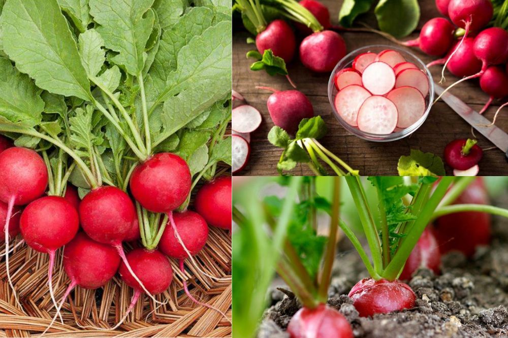 Đặc điểm Củ Cải Đường