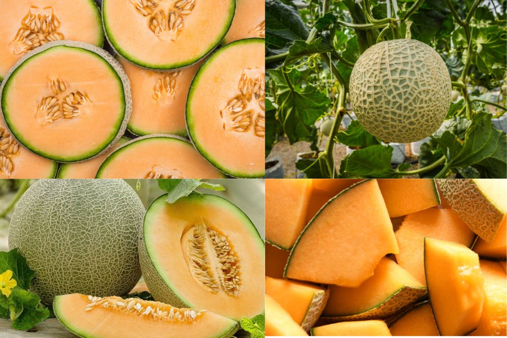 Đặc điểm của Dưa Lưới