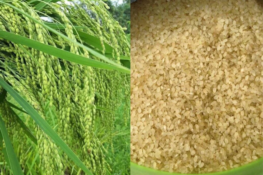 Đặc điểm Nếp Khẩu Hang