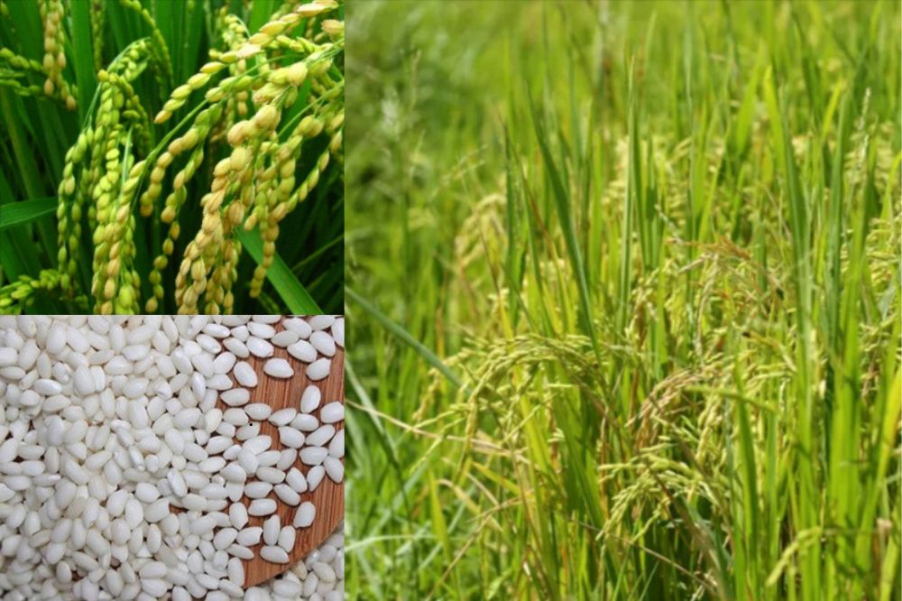 Lúa Nếp Quýt - Gạo Nếp Quýt