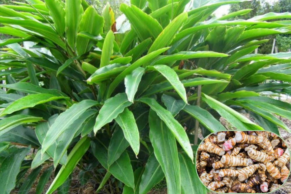 Trồng và chăm sóc cây Riềng