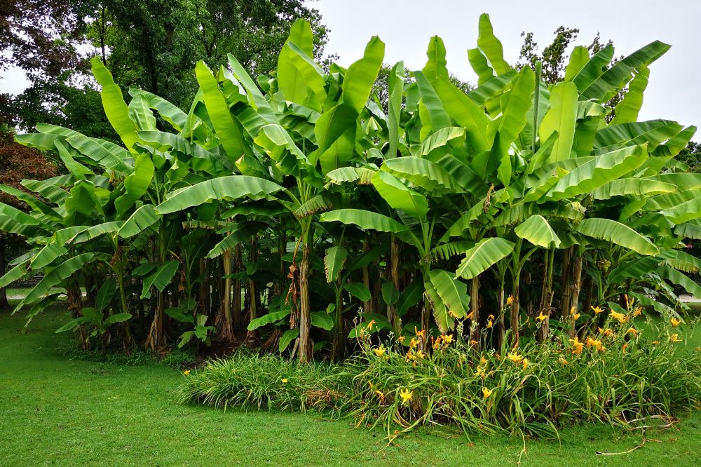 Vườn Chuối