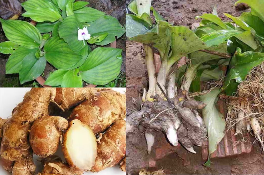 Đặc điểm Cây Địa Liền