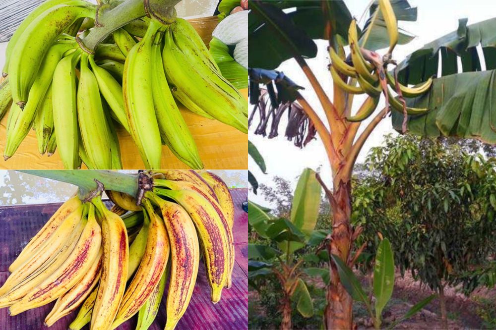 Đặc điểm Chuối Tá Quạ