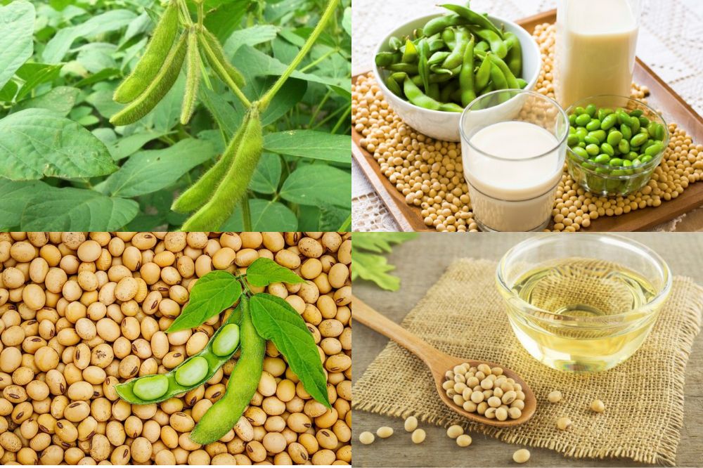 Đặc điểm Đậu Nành