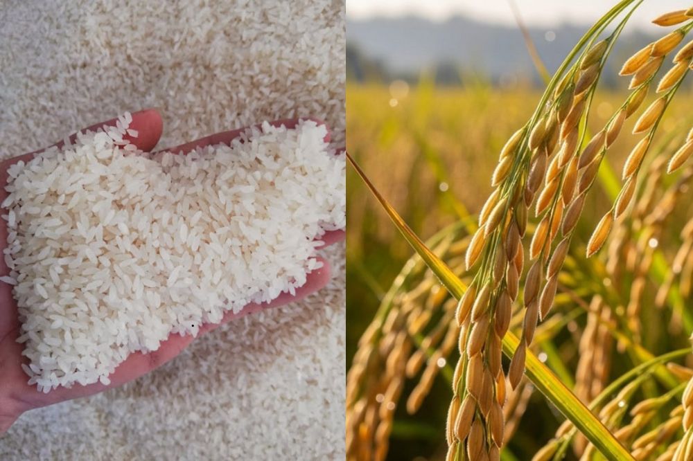 Đặc điểm Lúa Bắc thơm số 7