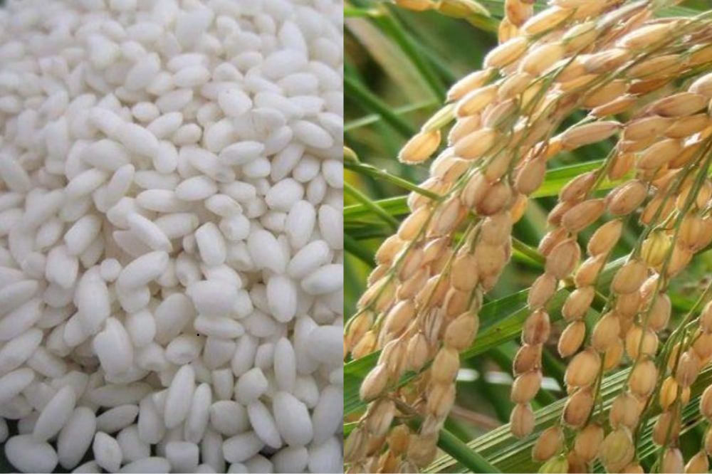 Đặc điểm Lúa Nếp Hương