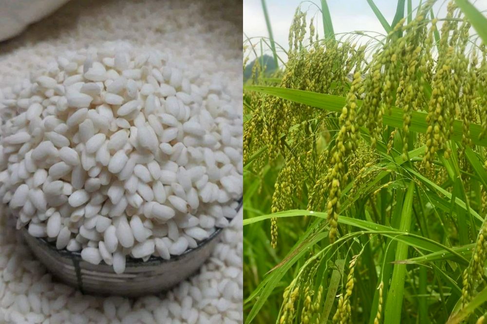 Đặc điểm Lúa nếp Pì Pất