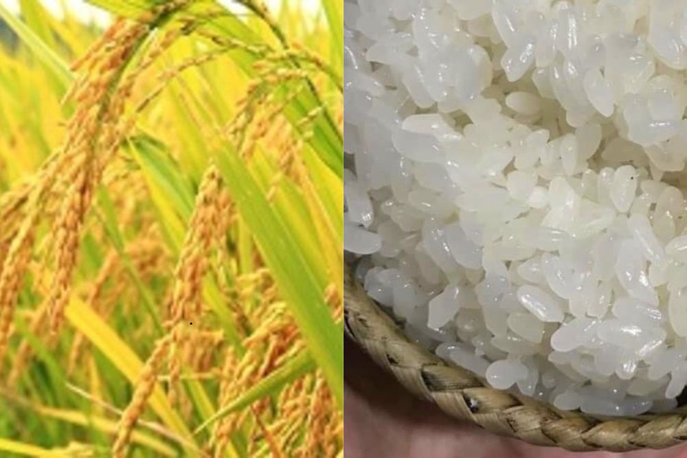 Đặc điểm Nếp xoắn Tân Trào