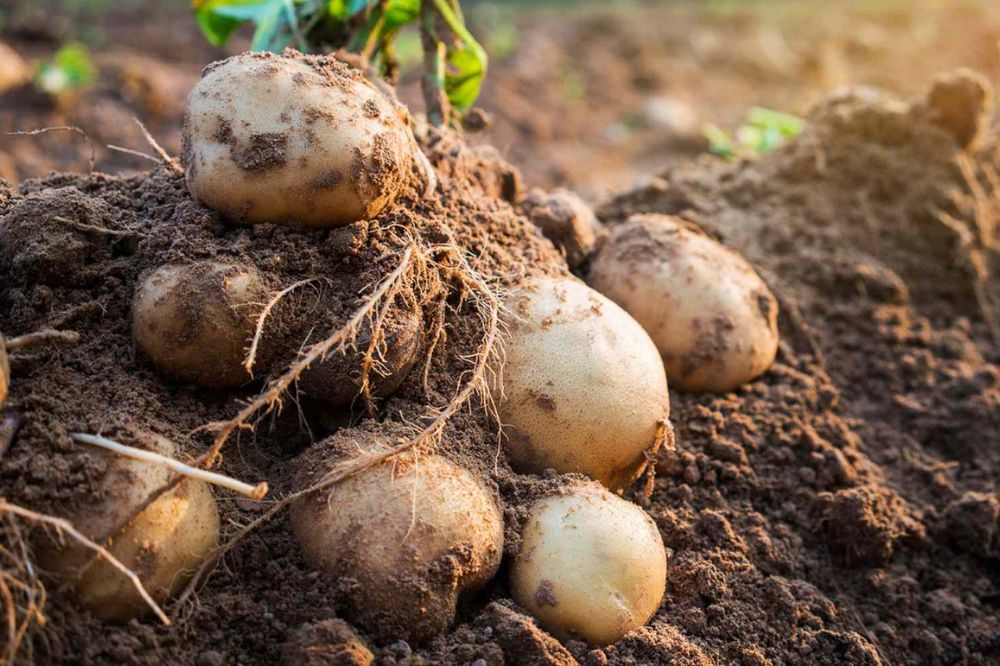 Trồng và chăm sóc Khoai Tây