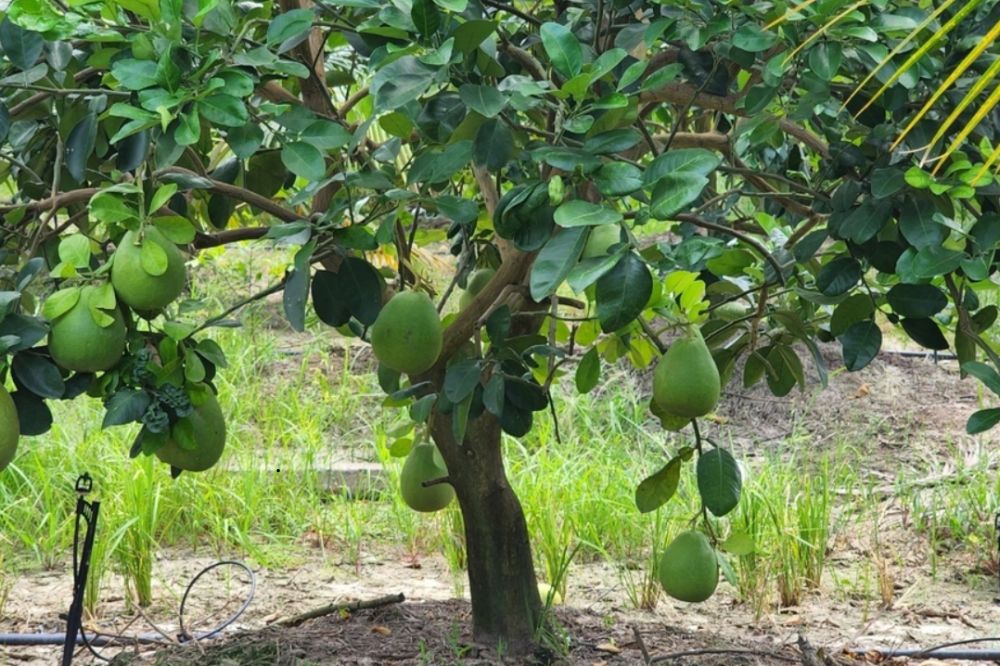 Trồng và chăm sóc Bưởi Ruby