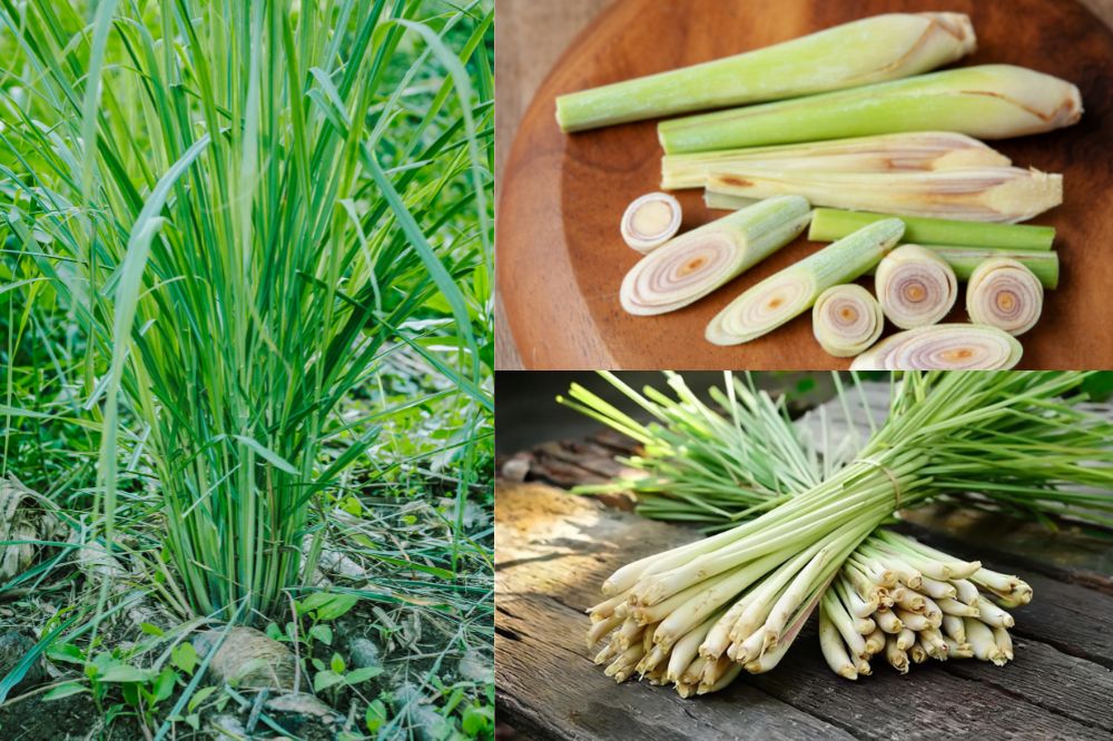 Đặc điểm Cây Sả