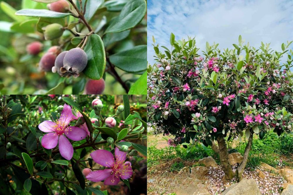 Đặc điểm Cây Sim