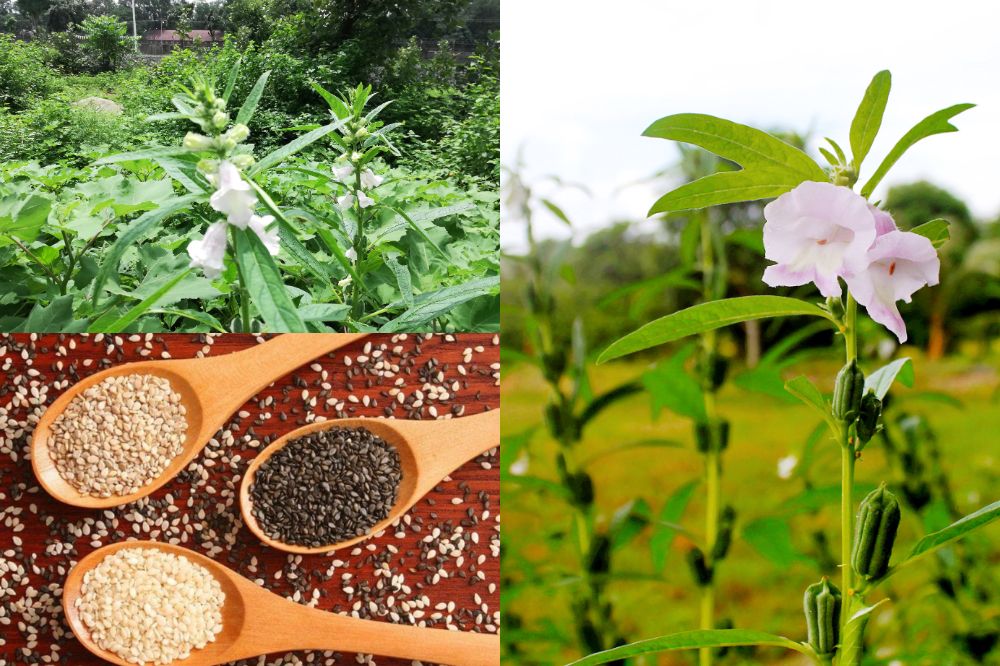 Đặc điểm Cây Vừng