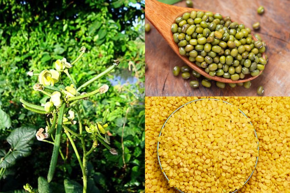 Đặc điểm Đậu Xanh