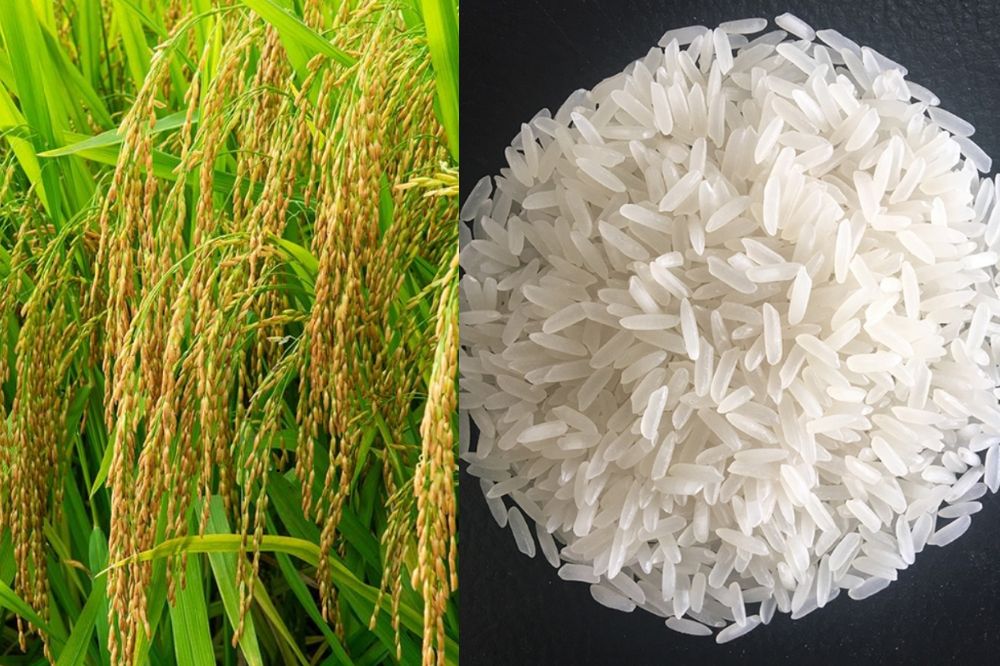 Đặc điểm Lúa Đông A1