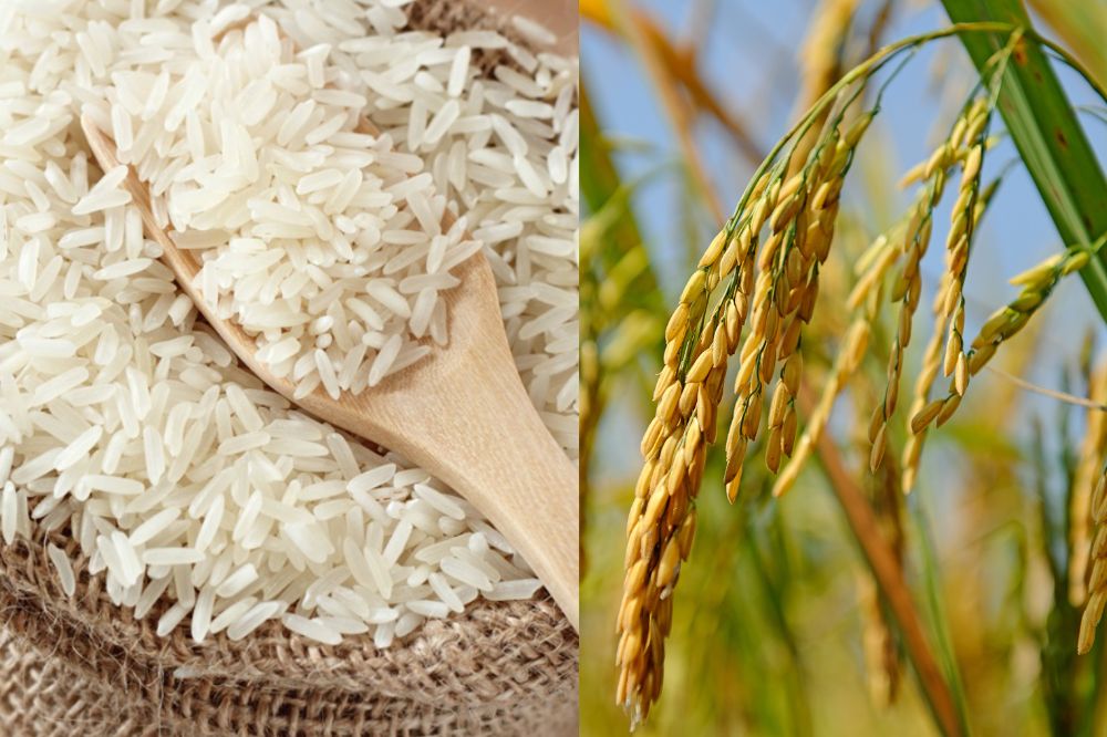 Đặc điểm Lúa Thơm Hom Mali