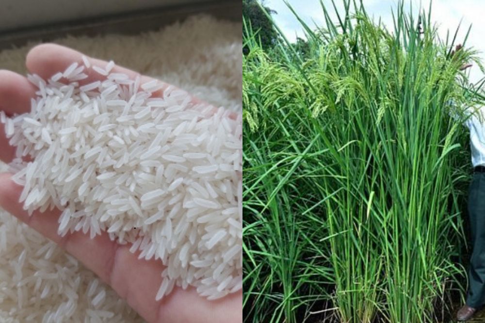 Đặc điểm Lúa Thơm Phka Romdoul