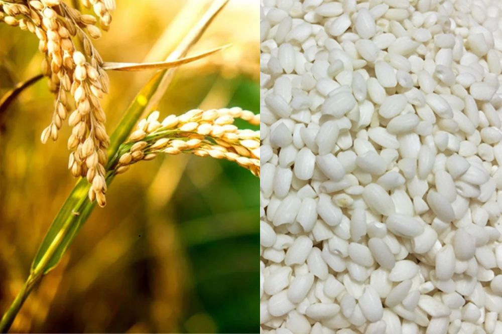 Đặc điểm Nếp Phì Điền