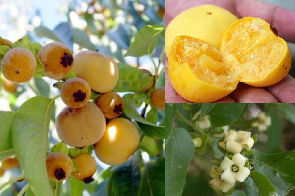 Đặc điểm Quả Thị