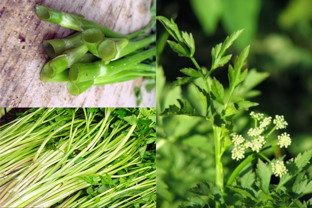 Đặc điểm Rau Cần Ta