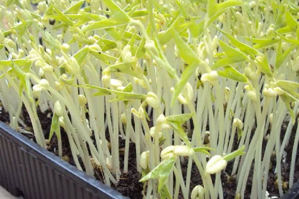 Trồng và chăm sóc Đậu Xanh