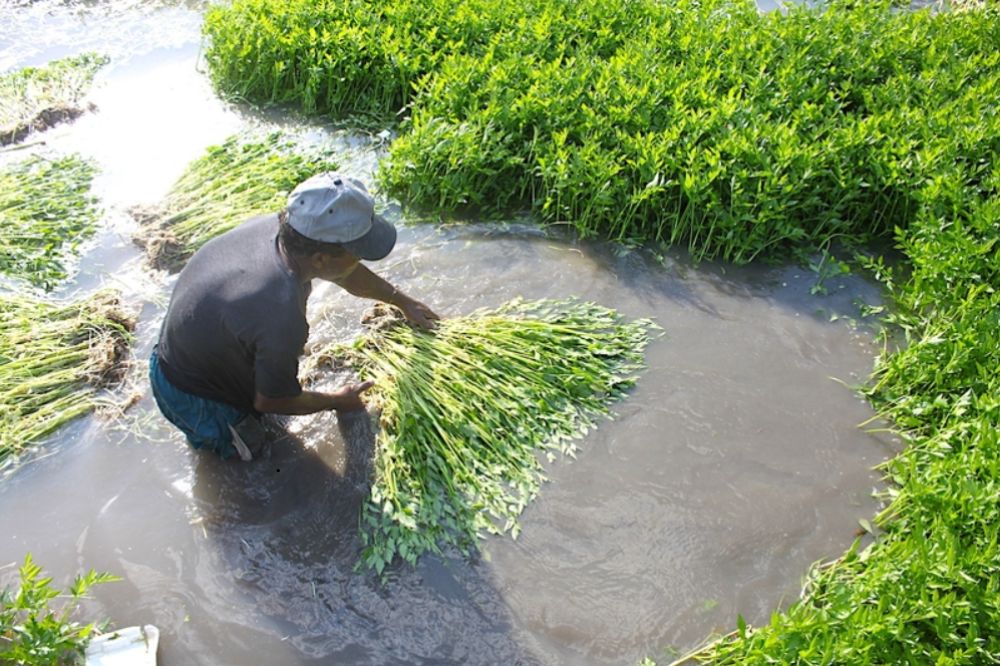 Trồng và chăm sóc Rau Cần Ta