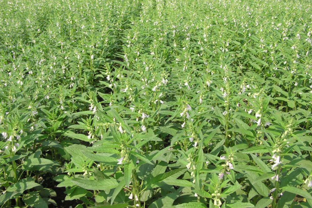 Trồng và chăm sóc Cây Vừng